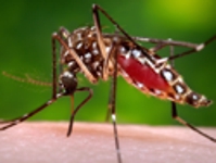 Mosquitos.